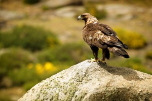 shutterstock_145740941