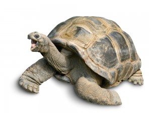 shutterstock_164189540